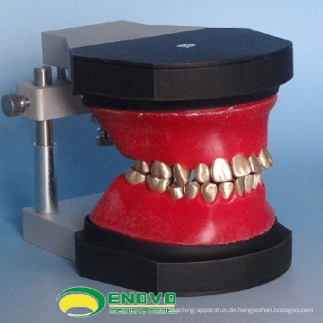 VERKAUFEN 12565 Dental Kieferorthopädische Zähne Typodont Modell